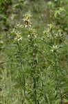 Spotted beebalm